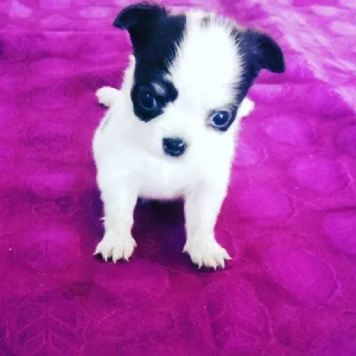 Chihuahua Price in Surat | Chihuahua Puppies for sale in Surat