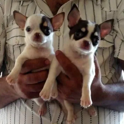 Chihuahua Price in Surat | Chihuahua Puppies for sale in Surat