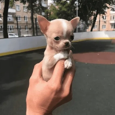 Chihuahua Price in Surat | Chihuahua Puppies for sale in Surat