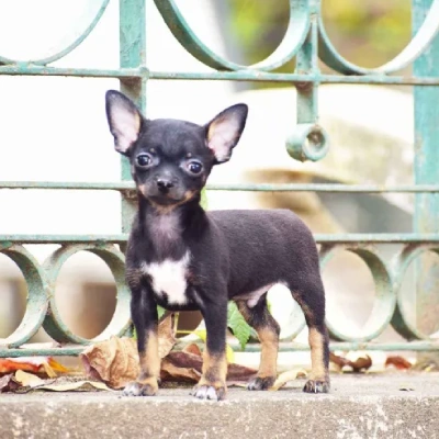 Chihuahua Price in Surat | Chihuahua Puppies for sale in Surat