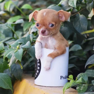 Chihuahua Price in Surat | Chihuahua Puppies for sale in Surat