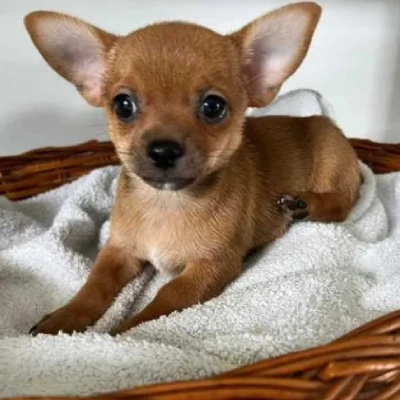 Chihuahua Price in Surat | Chihuahua Puppies for sale in Surat