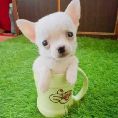 Chihuahua Price in Surat | Chihuahua Puppies for sale in Surat