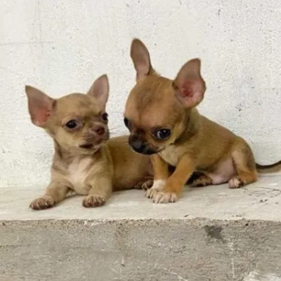 Chihuahua Price in Surat | Chihuahua Puppies for sale in Surat