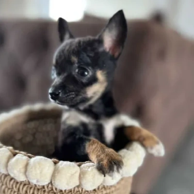 Chihuahua Price in Surat | Chihuahua Puppies for sale in Surat