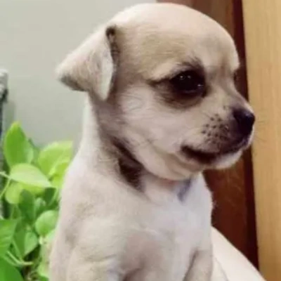 Chihuahua Price in Surat | Chihuahua Puppies for sale in Surat