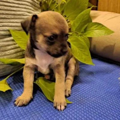 Chihuahua Price in Surat | Chihuahua Puppies for sale in Surat