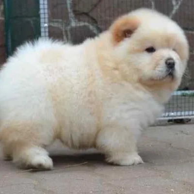 Chow Chow Price in Visakhapatnam | Chow Chow Puppies for sale in Visakhapatnam