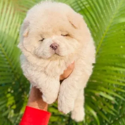 Chow Chow Price in Surat | Chow Chow Puppies for sale in Surat