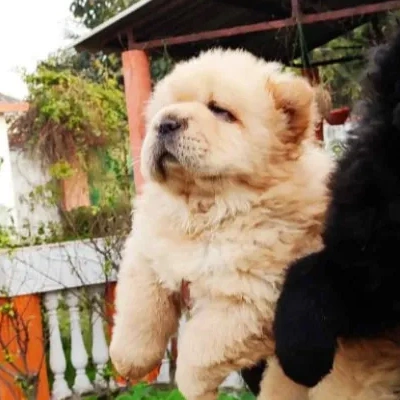 Chow Chow Price in India | Chow Chow Dog Price In India