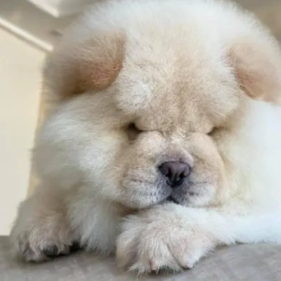 Chow Chow Price in Visakhapatnam | Chow Chow Puppies for sale in Visakhapatnam