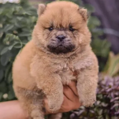 Chow Chow Price in Visakhapatnam | Chow Chow Puppies for sale in Visakhapatnam