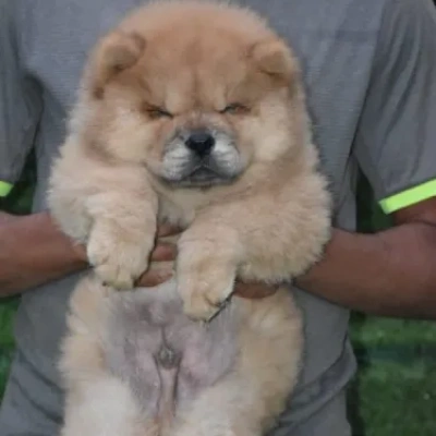 Chow Chow Price in Visakhapatnam | Chow Chow Puppies for sale in Visakhapatnam