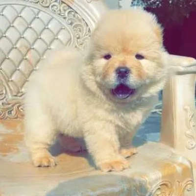 Chow Chow Price in Surat | Chow Chow Puppies for sale in Surat