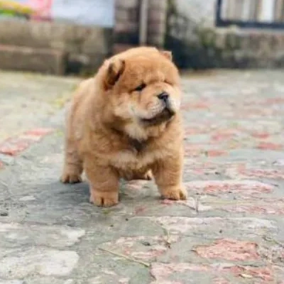 Chow Chow Price in Nashik | Chow Chow Puppies for sale in Nashik