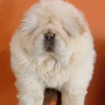 Chow Chow Price in Surat | Chow Chow Puppies for sale in Surat