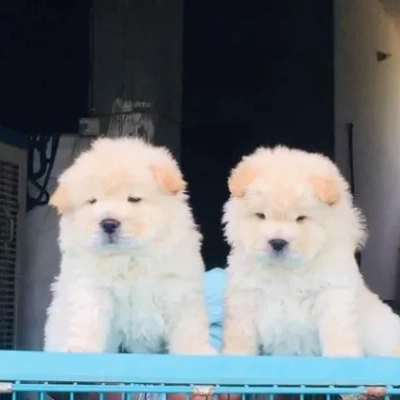 Chow Chow Price in India | Chow Chow Dog Price In India