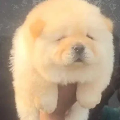 Chow Chow Price in Nashik | Chow Chow Puppies for sale in Nashik