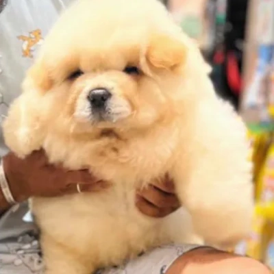 Chow Chow Price in Nashik | Chow Chow Puppies for sale in Nashik