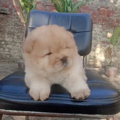 Chow Chow Price in Visakhapatnam | Chow Chow Puppies for sale in Visakhapatnam