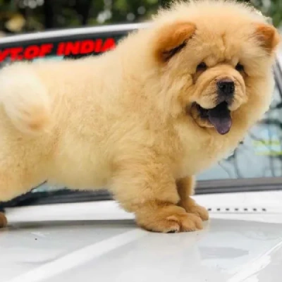 Chow Chow Price in Surat | Chow Chow Puppies for sale in Surat