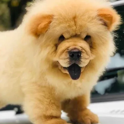 Chow Chow Price in Visakhapatnam | Chow Chow Puppies for sale in Visakhapatnam