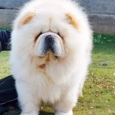 Chow Chow Price in Nashik | Chow Chow Puppies for sale in Nashik