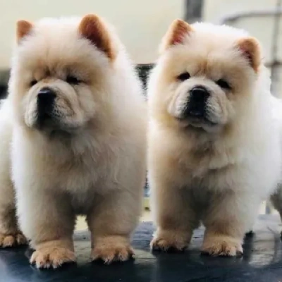 Chow Chow Price in Visakhapatnam | Chow Chow Puppies for sale in Visakhapatnam