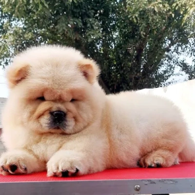 Chow Chow Price in Nashik | Chow Chow Puppies for sale in Nashik