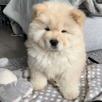 Chow Chow Price in Visakhapatnam | Chow Chow Puppies for sale in Visakhapatnam