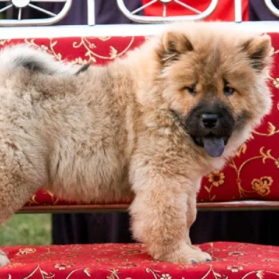 Chow Chow Price in Surat | Chow Chow Puppies for sale in Surat