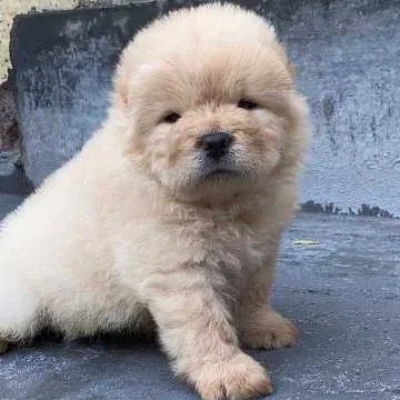 Chow Chow Price in Visakhapatnam | Chow Chow Puppies for sale in Visakhapatnam