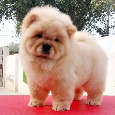 Chow Chow Price in India | Chow Chow Dog Price In India
