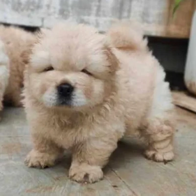 Chow Chow Price in India | Chow Chow Dog Price In India