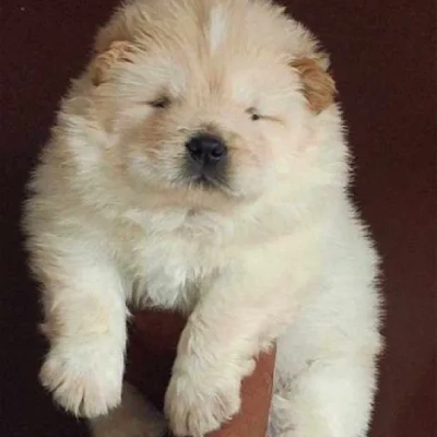 Chow Chow Price in Visakhapatnam | Chow Chow Puppies for sale in Visakhapatnam