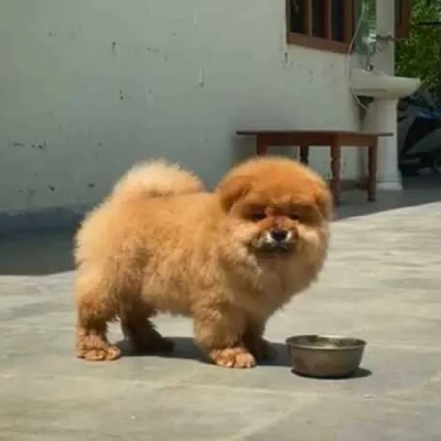 Chow Chow Price in Nashik | Chow Chow Puppies for sale in Nashik