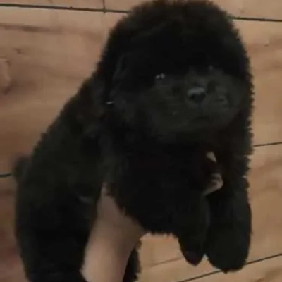 Chow Chow Price in Nashik | Chow Chow Puppies for sale in Nashik