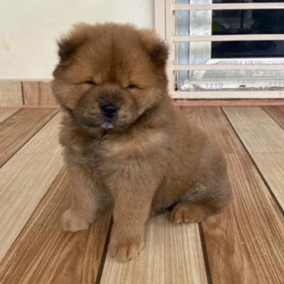 Chow Chow Price in Surat | Chow Chow Puppies for sale in Surat