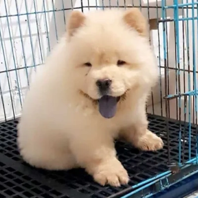 Chow Chow Price in Visakhapatnam | Chow Chow Puppies for sale in Visakhapatnam