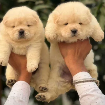 Chow Chow Price in Surat | Chow Chow Puppies for sale in Surat