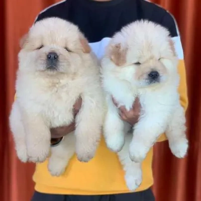 Chow Chow Price in Visakhapatnam | Chow Chow Puppies for sale in Visakhapatnam