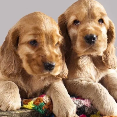 Cocker Spaniel Price in India | Cocker Spaniel Dog Price In India