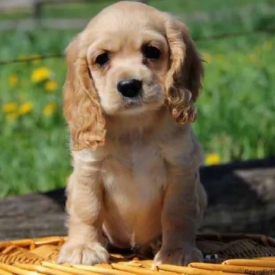 Cocker Spaniel Price in India | Cocker Spaniel Dog Price In India