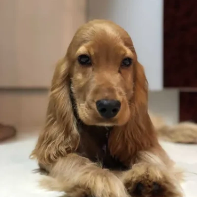 Cocker Spaniel Price in India | Cocker Spaniel Dog Price In India