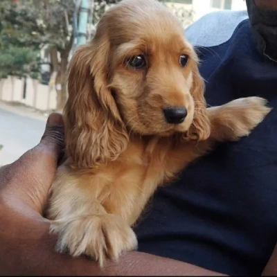 Cocker Spaniel Price in India | Cocker Spaniel Dog Price In India