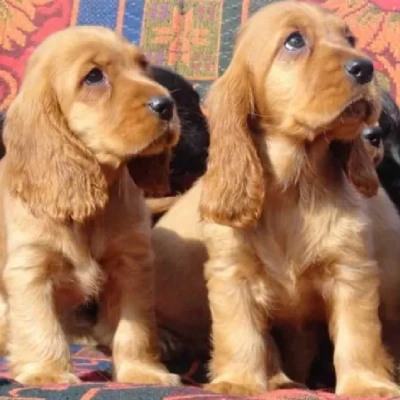 Cocker Spaniel Price in Delhi | Cocker Spaniel Puppies for sale in Delhi