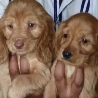 Cocker Spaniel Price in India | Cocker Spaniel Dog Price In India