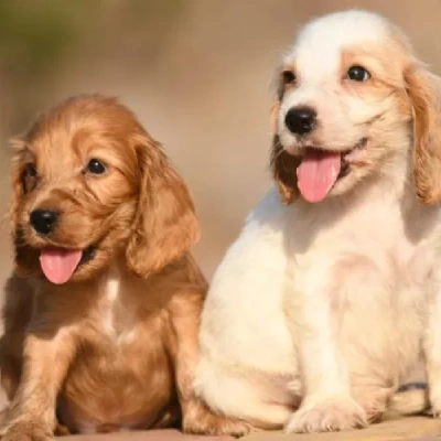 Cocker Spaniel Price in India | Cocker Spaniel Dog Price In India