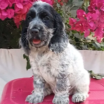 Cocker Spaniel Price in India | Cocker Spaniel Dog Price In India