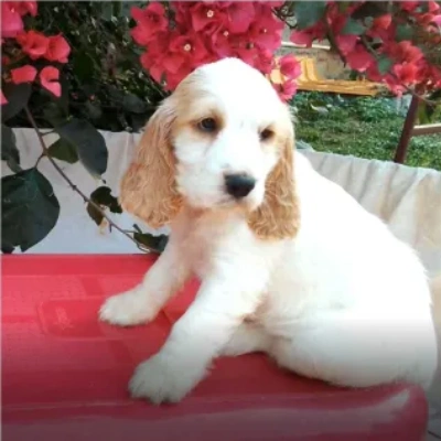 Cocker Spaniel Price in India | Cocker Spaniel Dog Price In India